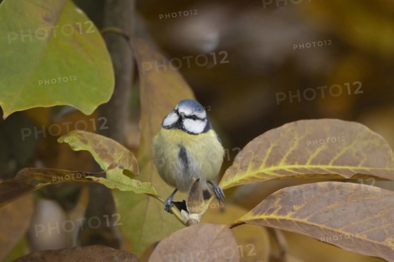 Blue tit (Cyanistes Caeruleus) adult bird amongst autumn leaves of a garden Magnolia tree, Suffolk, England, United Kingdom, Europe