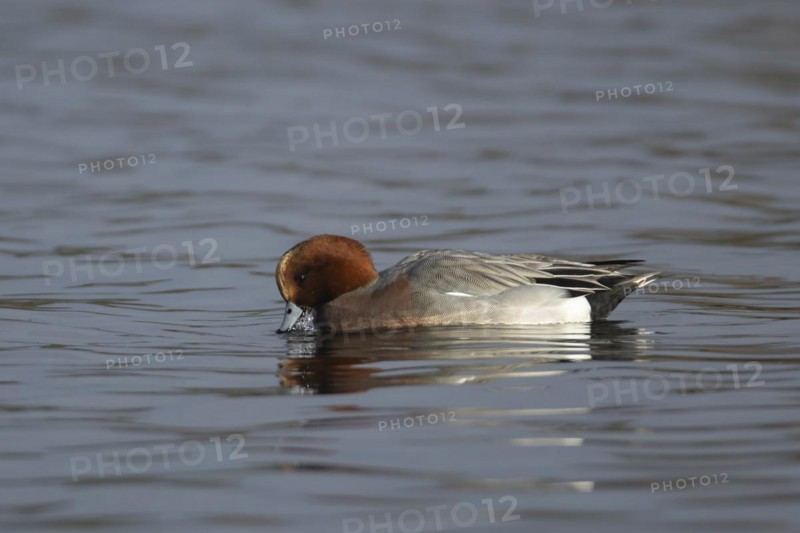 Eurasian wigeon (Mareca penelope) adult male duck on a lake, Suffolk, England, United Kingdom, Europe