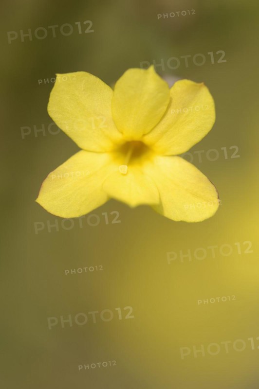 True winter jasmine or winter jasmine (Jasminum nudiflorum, Jasminum sieboldianum), flower, ornamental plant, North Rhine-Westphalia, Germany, Europe