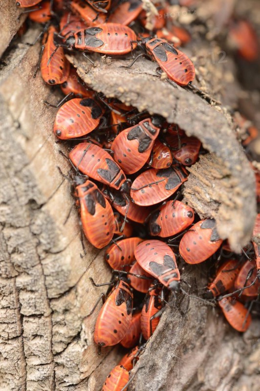 Firebug (Pyrrhocoris apterus), North Rhine-Westphalia, Germany, Europe