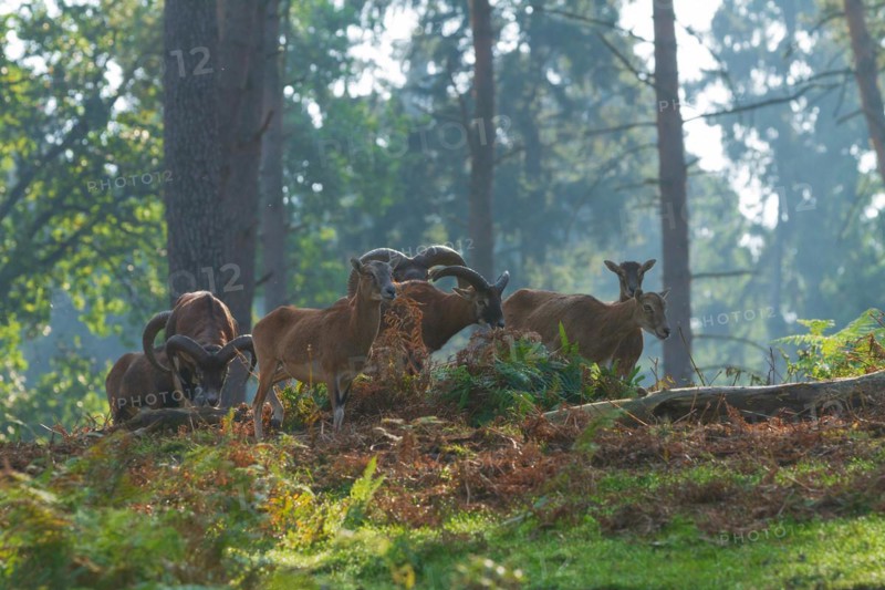 Mouflon (Ovis aries musimon), A group of mouflons resting in the light-flooded forest, Haltern, North Rhine-Westphalia, Germany, Captive, Europe