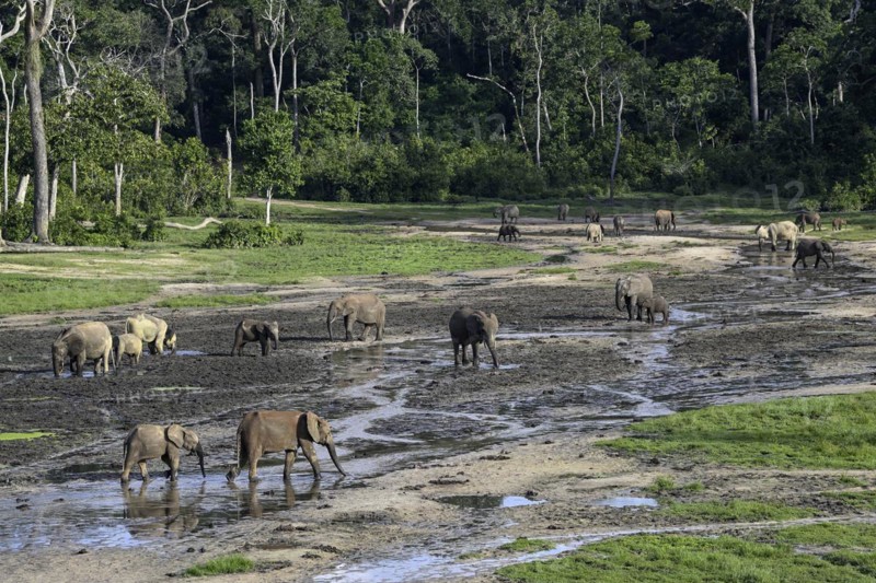 African forest elephants (Loxodonta cyclotis) in the Dzanga Bai forest clearing, Dzanga-Ndoki National Park, Unesco World Heritage Site, Dzanga-Sangha Complex of Protected Areas (DSPAC), Sangha-Mbaéré Prefecture, Central African Republic, Africa