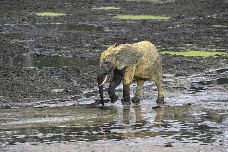 African forest elephant (Loxodonta cyclotis) in the Dzanga Bai forest clearing, Dzanga-Ndoki National Park, Unesco World Heritage Site, Dzanga-Sangha Complex of Protected Areas (DSPAC), Sangha-Mbaéré Prefecture, Central African Republic, Africa