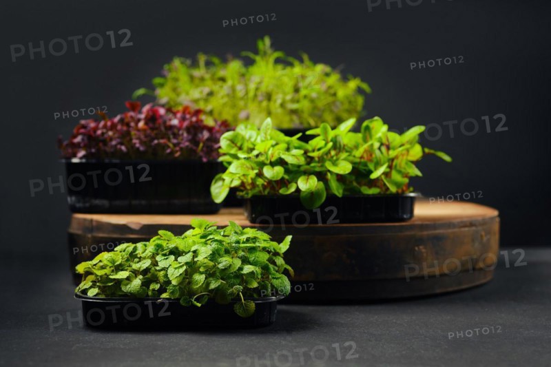 Low key photo of sorrel, amaranth, watercress and melissa microgreens sprouts in trays on black background