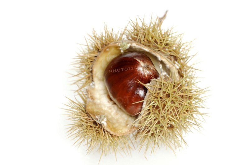 Sweet chestnut or sweet chestnut (Castanea sativa), fruit, chestnut on a white background