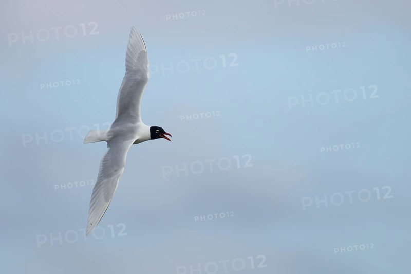Mediterranean gull (Ichthyaetus melanocephalus) adult bird calling in flight, England, United Kingdom, Europe