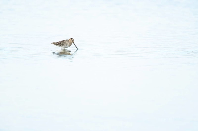 Common snipe (Gallinago gallinago) adult bird feeding in a shallow lagoon, Lincolnshire, England, United Kingdom, Europe