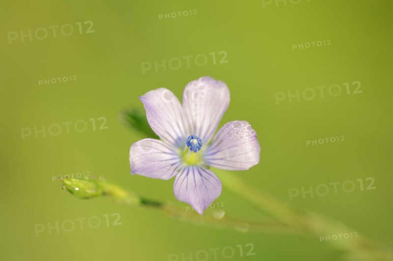 Biennial flax or wild flax (Linum bienne, Linum angustifolium), flower, Provence, southern France