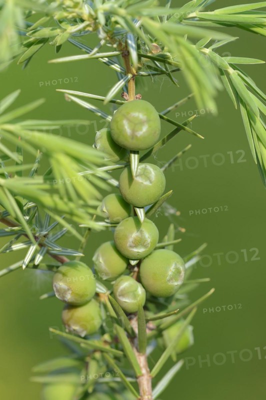 Cade (Juniperus oxycedrus), twig with unripe cones, Provence, southern France