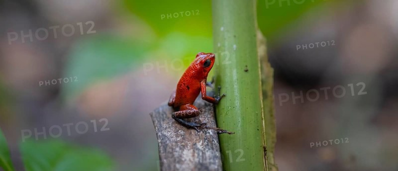 Strawberry poison-dart frog (Oophaga pumilio), Tortuguero National Park, Costa Rica, Central America