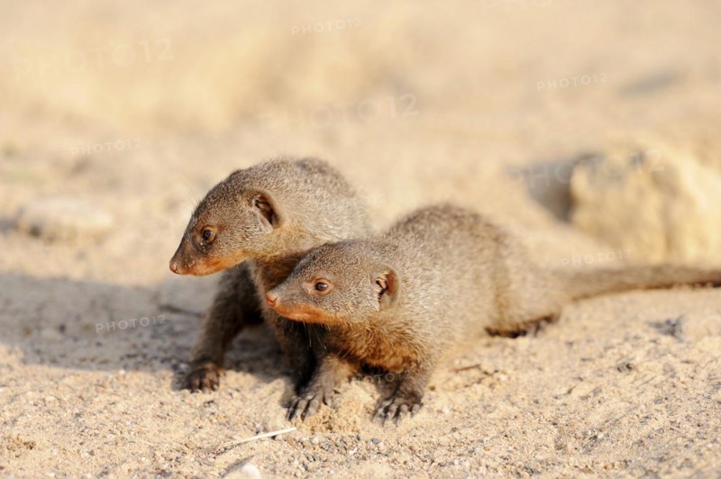 Banded mongoose (Mungos mungo), young animals, captive, occurrence in Africa