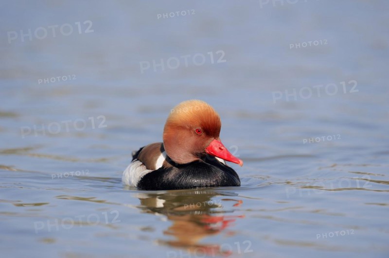 Red-crested pochard (Netta rufina), male, Camargue, Provence, southern France