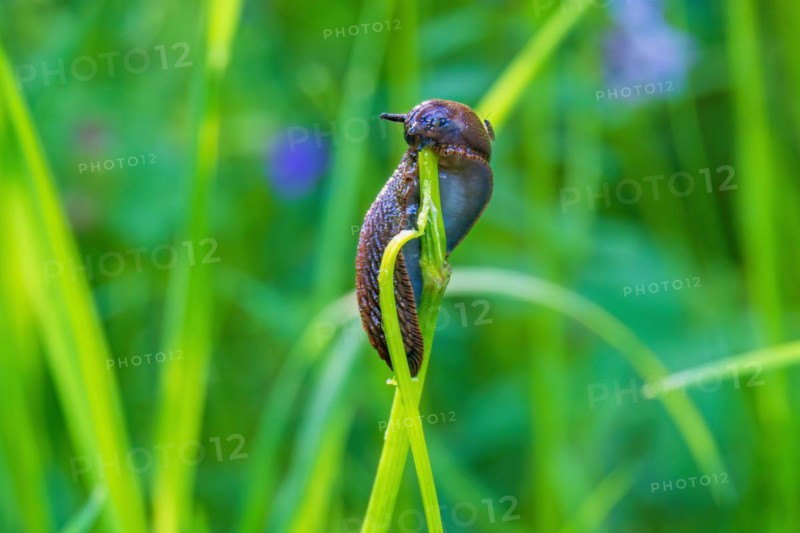 Round back slug (Arionidae) eating on a plant stem on a grass meadow
