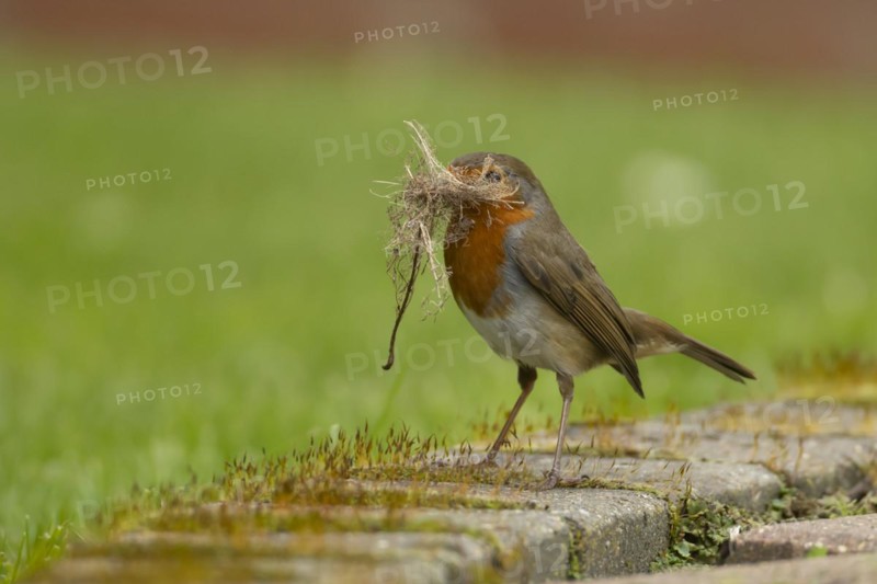 European robin (Erithacus rubecula) adult bird in a garden with nesting material in its beak in spring, England, United Kingdom, Europe