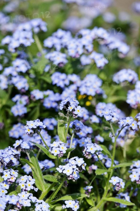 Forget-me-not, Spring, April, Germany, Europe