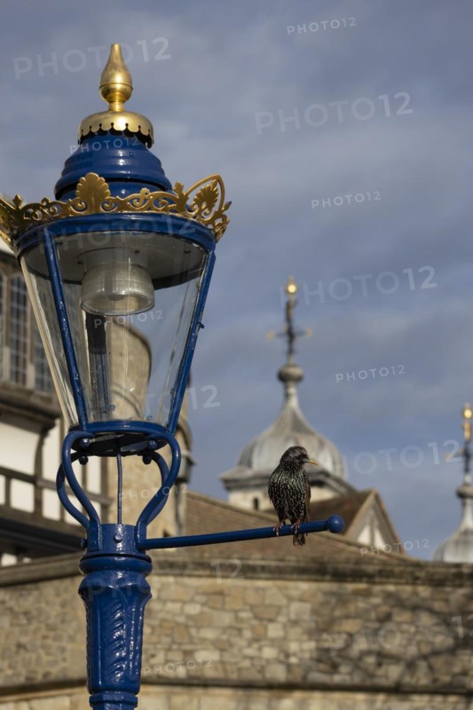 Common starling (Sturnus vulgaris) adult bird on a metal lamp post with a dome of the Tower of London in the background, London, England, United Kingdom, Europe