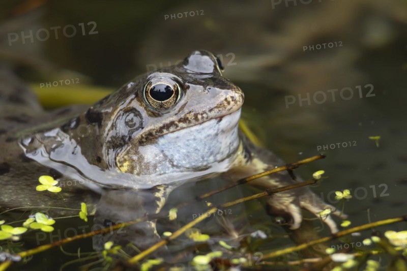 Common frog (Rana temporaria) adult croaking in a garden pond in the spring, Suffolk, England, United Kingdom, Europe