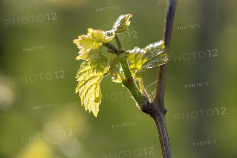 Young leaves of a grapevine in spring, viticulture, budding, shoots, vines, Baden-Württemberg, Germany, Europe