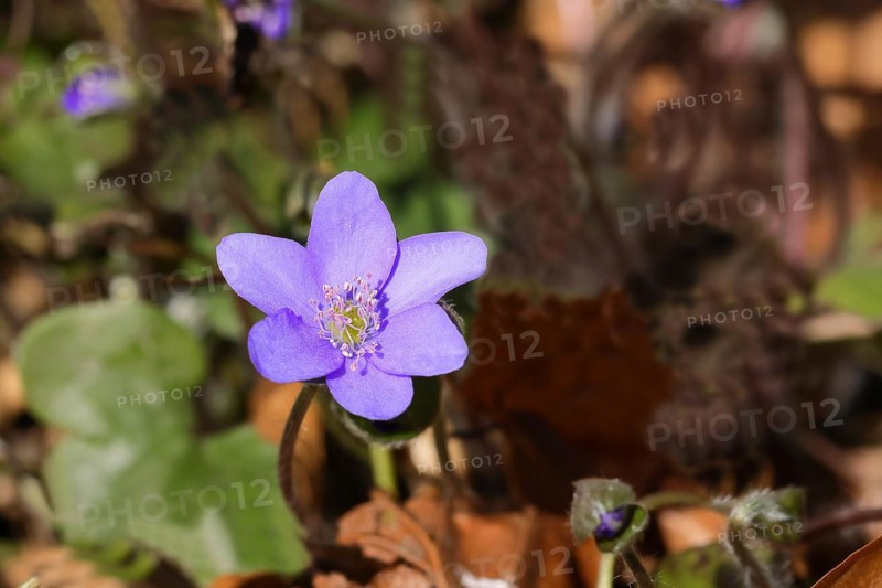 Liverwort (Hepatica nobilis), blue flowers, North Rhine-Westphalia, Germany, Europe