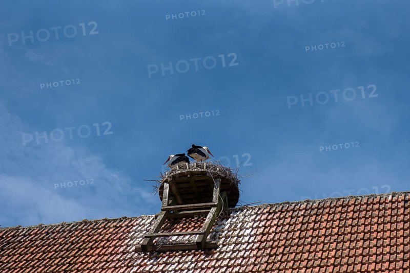 White storks in a nest on a farmhouse, Bavaria, Germany, Europe