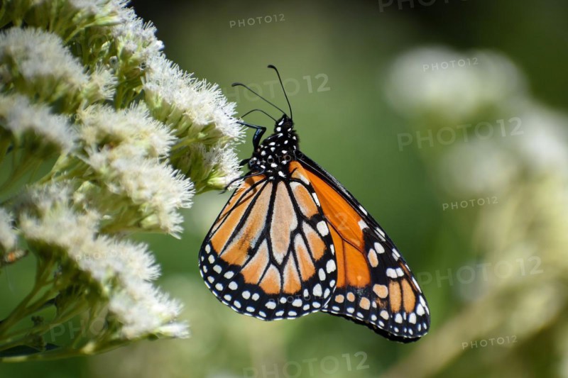 Monarch butterfly (danaus erippus, the sister species of Danaus plexippus) on wildflower Austroeupatorium inulifolium, in Spanish mariposera, seen in Buenos Aires, Argentina, South America