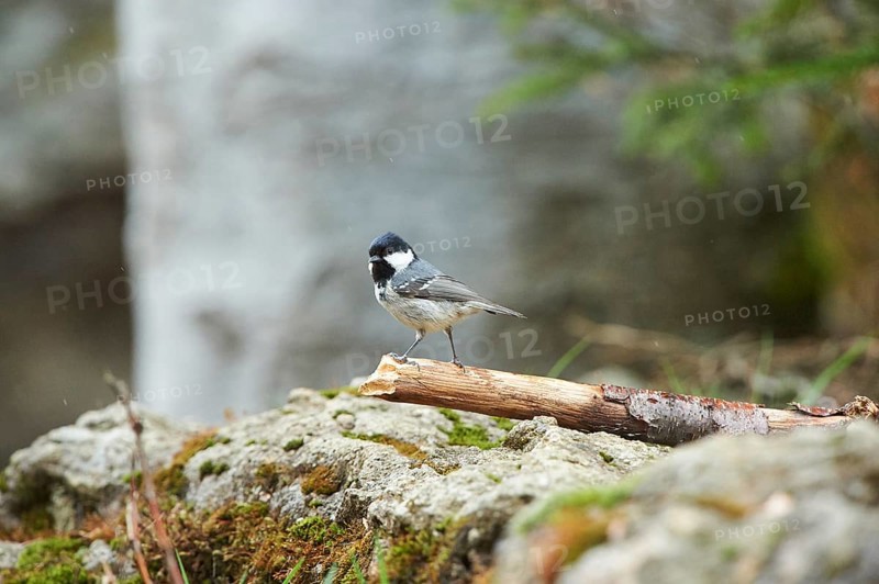 Close-up of a coal tit (Periparus ater) in the bavarian forest in spring, Germany, Europe