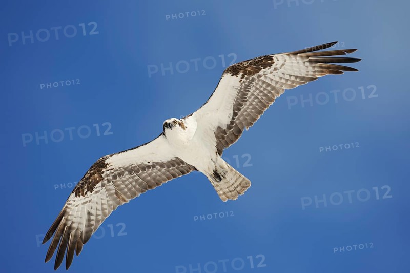 Western osprey (Pandion haliaetus) in flight, Everglades National Park, Florida, USA, North America