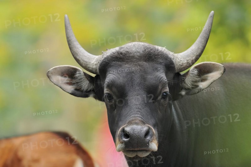 Tembadau (Bos javanicus), bull, portrait, captive, occurring in Southeast Asia