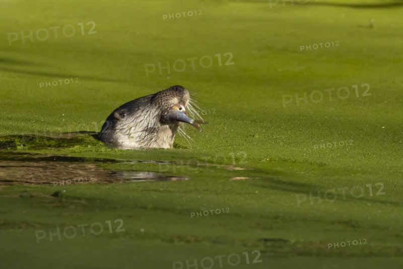 European otter (Lutra lutra) adult animal feeding on a fish in a river, England, United Kingdom, Europe