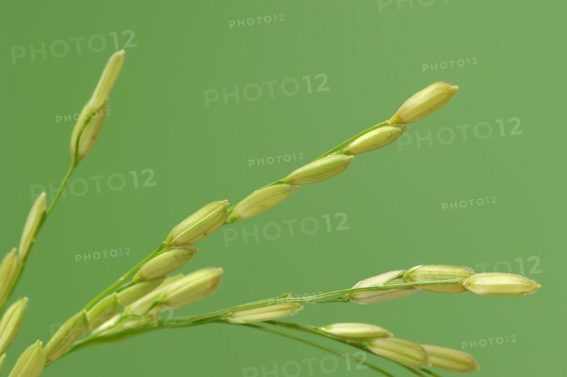 Rice (Oryza sativa), ear of rice, ear of grain