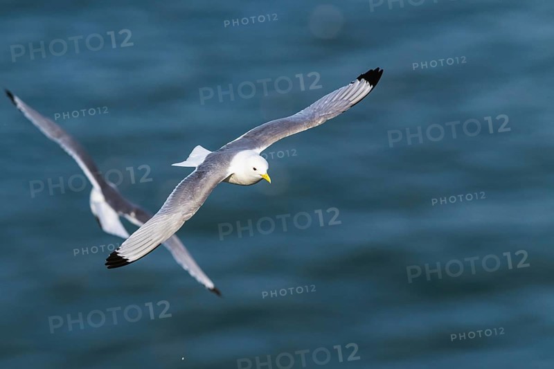 Black-legged Kittiwake, Rissa tridactyla, bird in flight over sea, Bempton Cliffs, North Yorkshire, England, United Kingdom, Europe