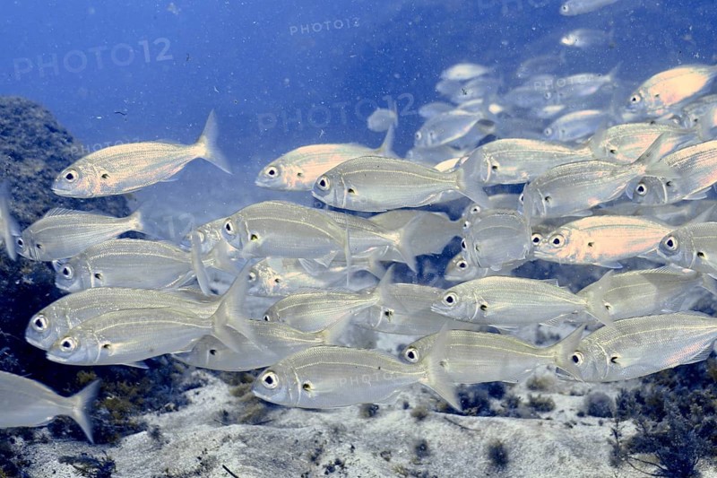 A shoal of silvery fish, armpit bream (Pagellus acarne), swimming close together above the seabed. Dive site El Cabron marine reserve, Arinaga, Gran Canaria, Spain, Atlantic Ocean, Europe