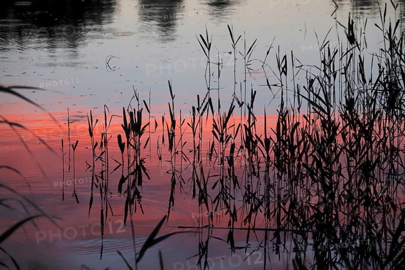 Upper Lusatian heath and pond landscape, reeds, June, Saxony, Germany, Europe