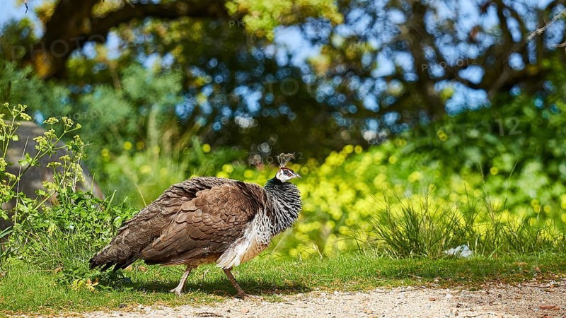 A peafowl (pavo) walks on a path surrounded by green nature and flowering trees on a sunny day, Filerimos, hill not far from Rhodes town, Ancient State of Ialyssos, Rhodes, Dodecanese, Greek Islands, Greece, Europe