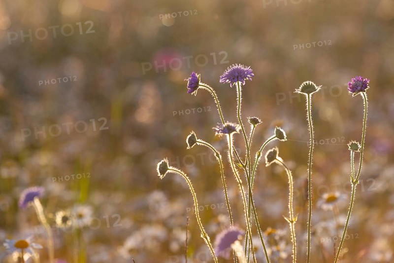 Field scabious (Knautia arvensis) against the light, honeysuckle (Caprifloiaceae), Leibertingen, Upper Danube nature park Park, Baden-Württemberg, Germany, Europe
