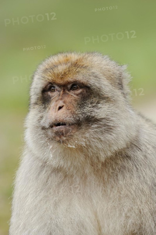 Barbary macaque (Macaca sylvanus), male, portrait, captive, occurring in Morocco, Algeria and Gibraltar