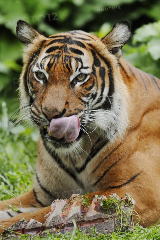 Sumatran tiger (Panthera tigris sumatrae), feeding, captive, occurring on Sumatra, Indonesia, Asia