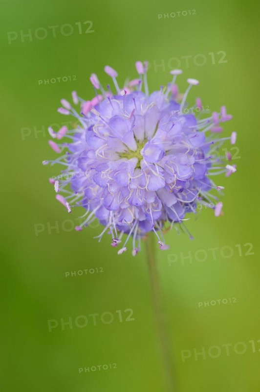 Common devil's-bit scabious (Succisa pratensis, Scabiosa succisa), flower, Bavaria, Germany, Europe
