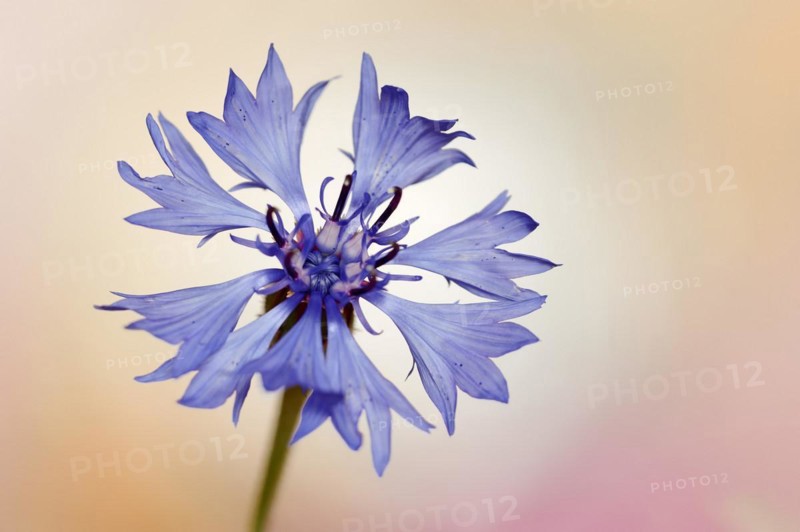 Cornflower (Centaurea cyanus), flower, North Rhine-Westphalia, Germany, Europe