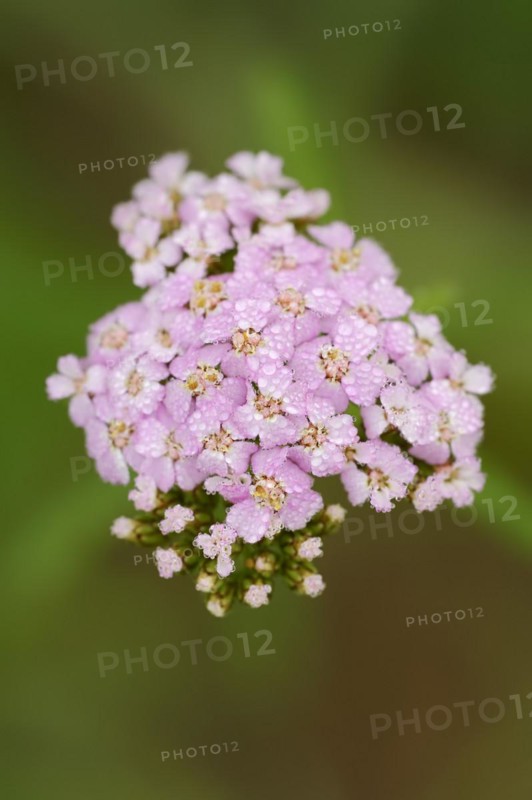 Pink-flowered yarrow or pale red yarrow (Achillea roseoalba), North Rhine-Westphalia, Germany, Europe