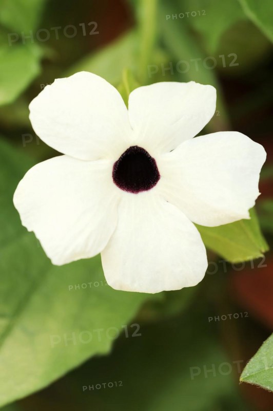 Black-eyed susan vine (Thunbergia alata), flower, ornamental plant, North Rhine-Westphalia, Germany, Europe