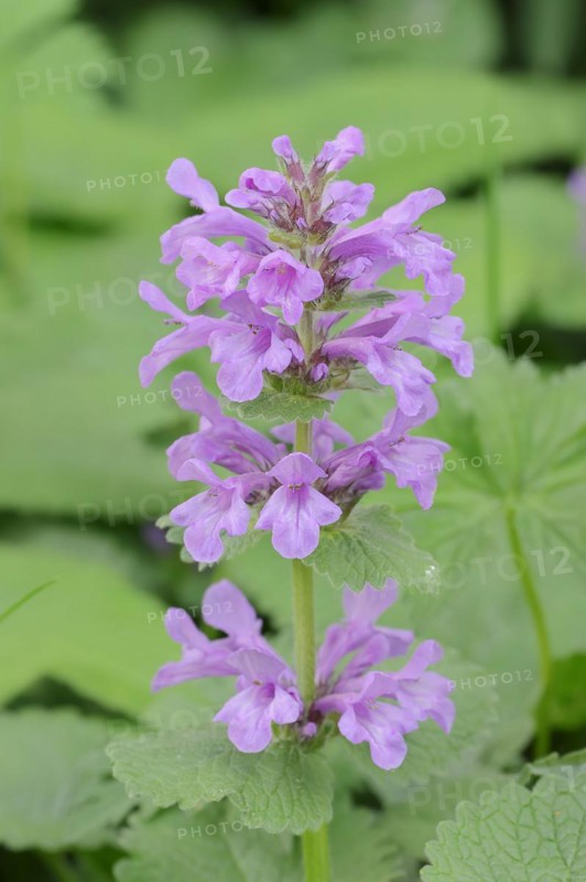 Grandiflora or Betonica grandiflora (Stachys grandiflora, Betonica grandiflora), flowering, ornamental plant, North Rhine-Westphalia, Germany, Europe