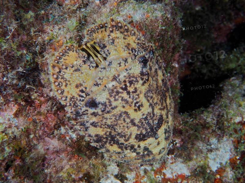 American bear crab (Scyllarus americanus), dive site John Pennekamp Coral Reef State Park, Key Largo, Florida Keys, Florida, USA, North America