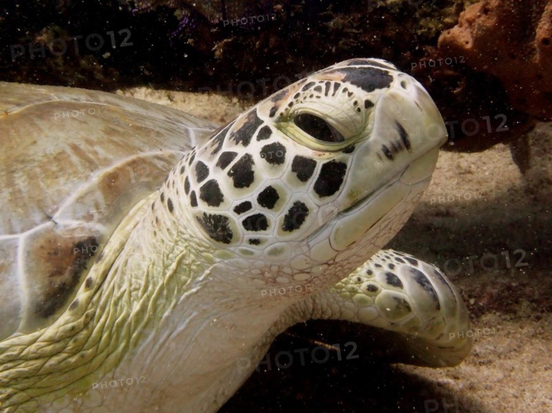The head of a sea turtle, hawksbill turtle (Eretmochelys imbricata imbricata), close up in front of a coral reef. Dive site John Pennekamp Coral Reef State Park, Key Largo, Florida Keys, Florida, USA, North America