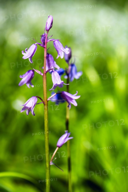 Native violet-blue bluebells in forest