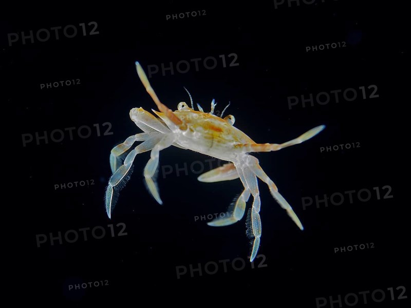 A small crab, Sargassum swimming crab (Portunus sayi), swims at night in the black water of the ocean. Dive site, Riviera Beach, Florida, USA, North America