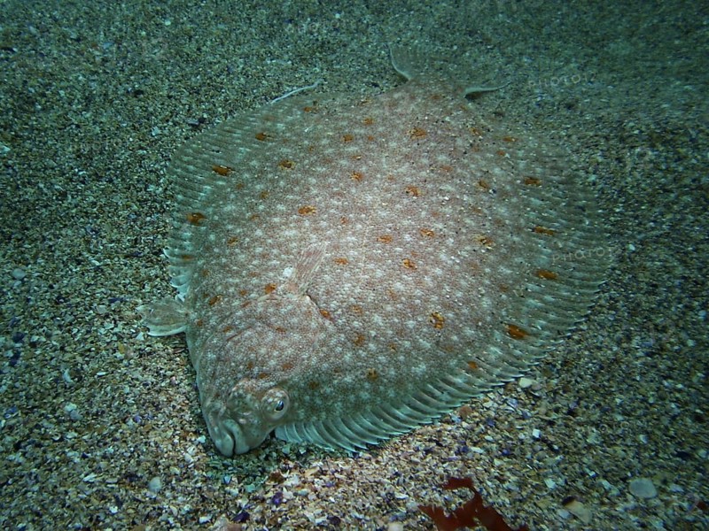 A flounder (Platichtys flesus) lies well camouflaged on the sandy seabed. Dive site Maharees Islands, Castlegregory, Co. Kerry, Irish Sea, North Atlantic, Ireland, Europe