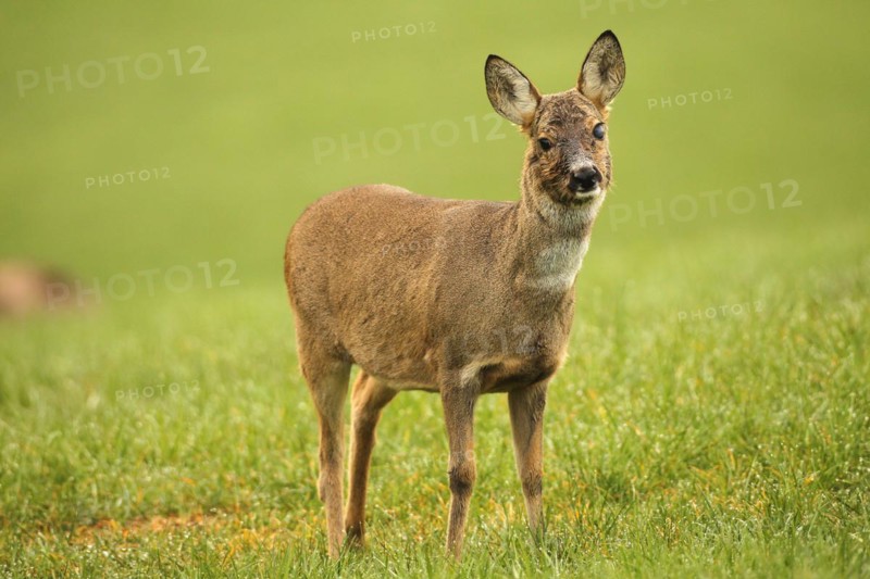 European roe deer (Capreolus capreolus) doe in winter coat and with injury to the left eye on the meadow, Allgäu, Bavaria, Germany, Europe