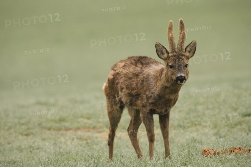 European roe deer (Capreolus capreolus) buck with velvet horns and shaggy winter coat in the meadow, Allgäu, Bavaria, Germany, Europe