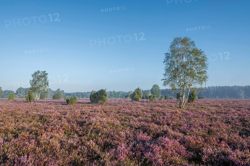 Heath landscape, flowering heather (Calluna vulgaris), birch (Betula), juniper (Juniperus communis), blue sky, Lüneburg Heath, Lower Saxony, Germany, Europe